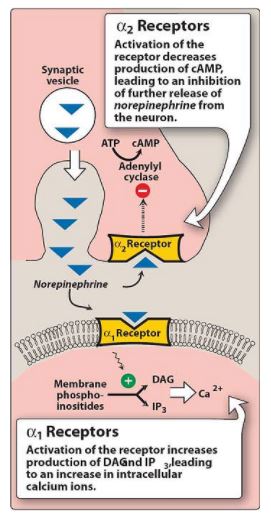 timolol beta 1blocker adrenergic receptors eye timolol beta 1blocker adrenergic receptors eye